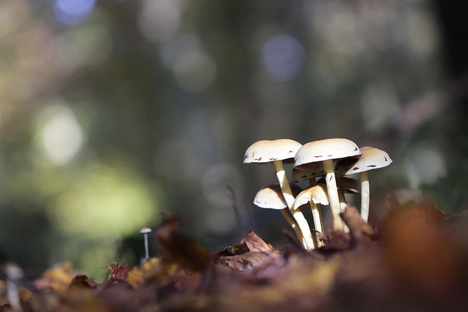 mushrooms, forest, nature, fall, wood, undergrowth, regal, collection HD wallpaper