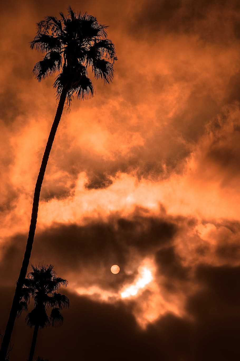 Hd Wallpaper Worm S Eye Photography Of Tree Tree Under Golden