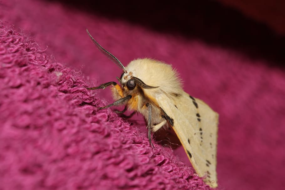 Motte, Eyes, Wing, Insect, large, butterfly, flight insect HD wallpaper