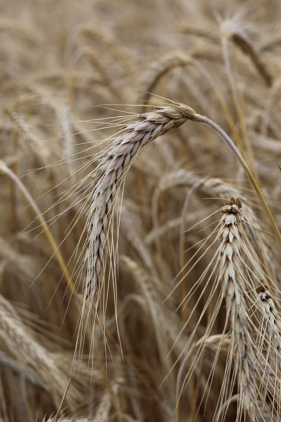 cereals, ear, cornfield, crop, plant, agriculture, growth, close-up HD wallpaper