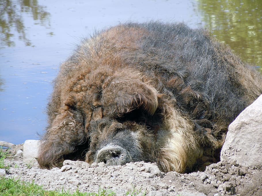 Wool, Pig, wool pig, sleeping, animals in the wild, animal themes HD wallpaper