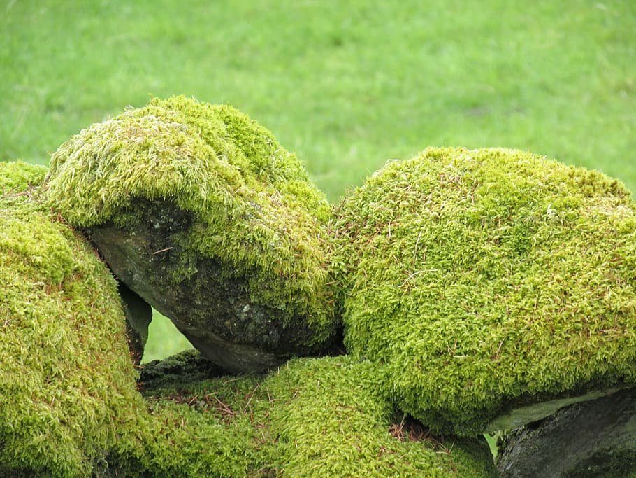 close-up of green grass coated stones outdoors, moss, rocks HD wallpaper