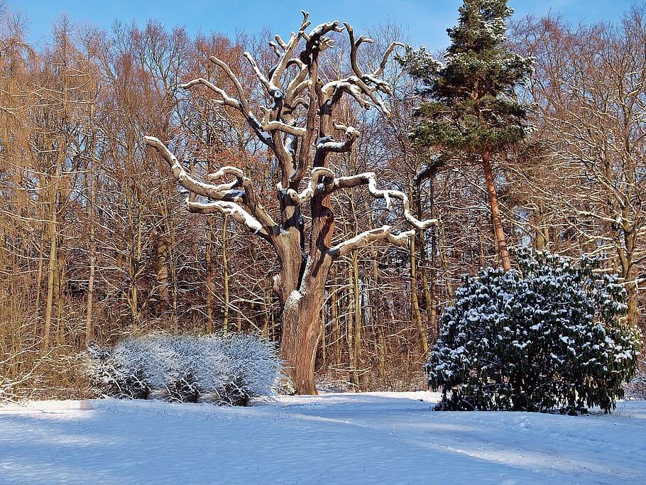 nature, tree, plant, winter, snow, frost, cold - Temperature HD wallpaper