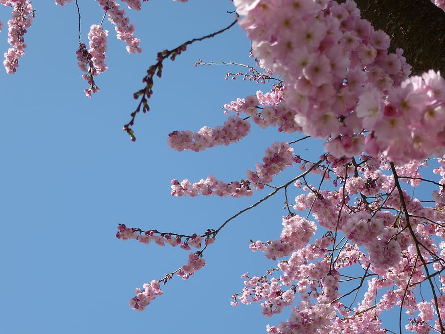spring, cherry, road, tree, branch, pink color, plant, growth HD wallpaper