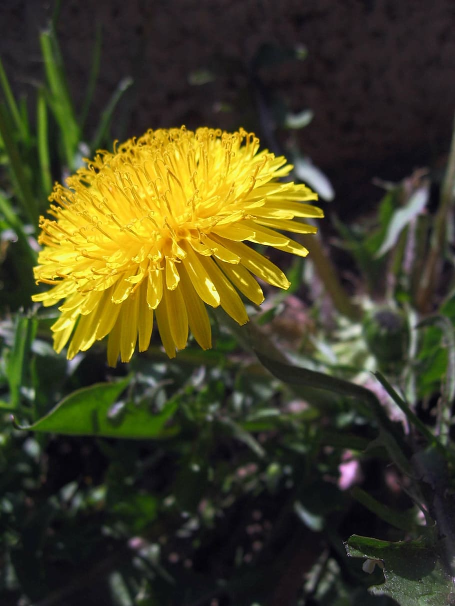 dandelion, flower, plant, spring, nature, yellow, flowering plant HD wallpaper