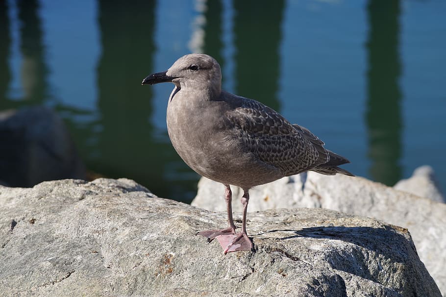 ave, seagull, nat, bird, bird watching, nature, waterfowl, fauna HD wallpaper