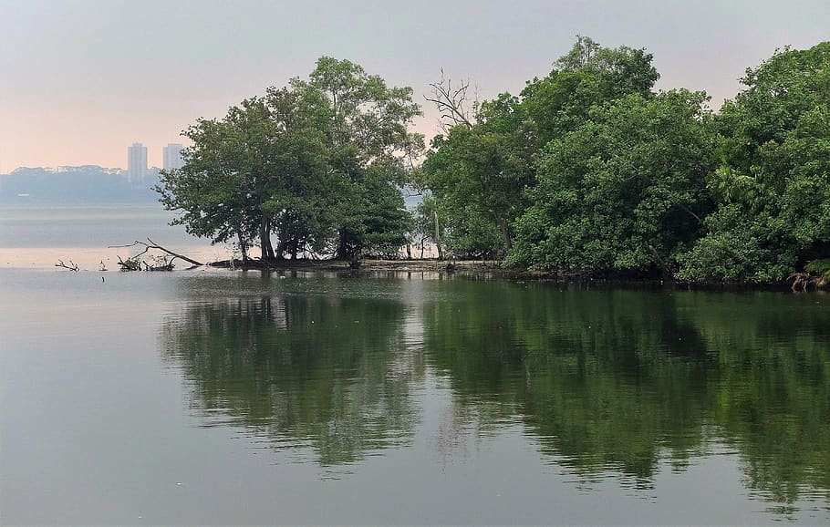 water, tree, nature, river, reflection, landscape, beautiful HD wallpaper