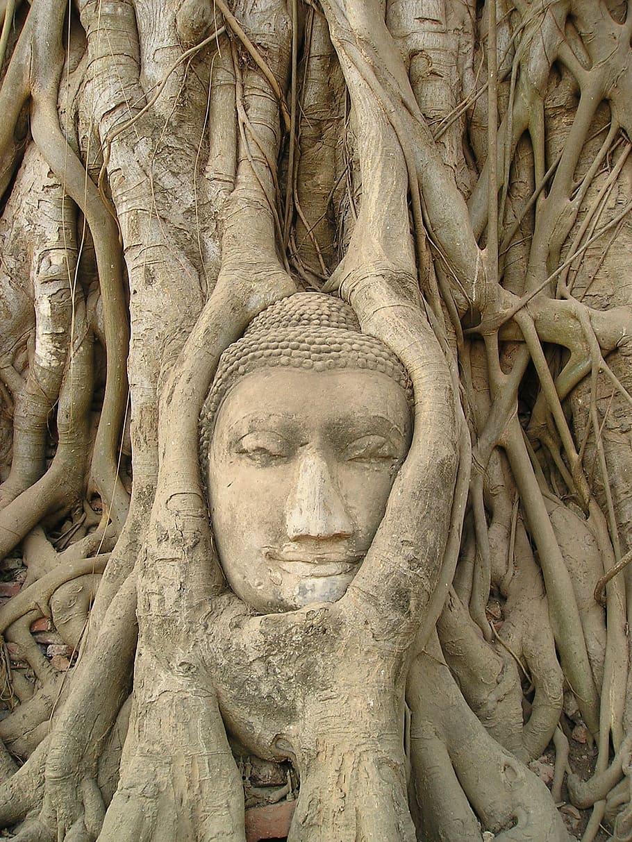 Gautama Buddha statue covered with roots, temple, thailand HD wallpaper