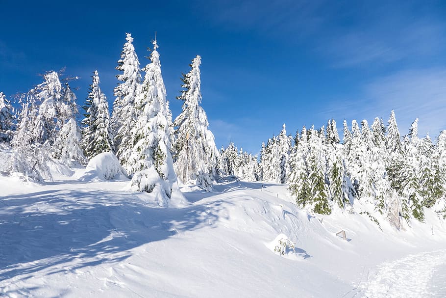 pine trees covered with snow, winter, december, winter forest HD wallpaper