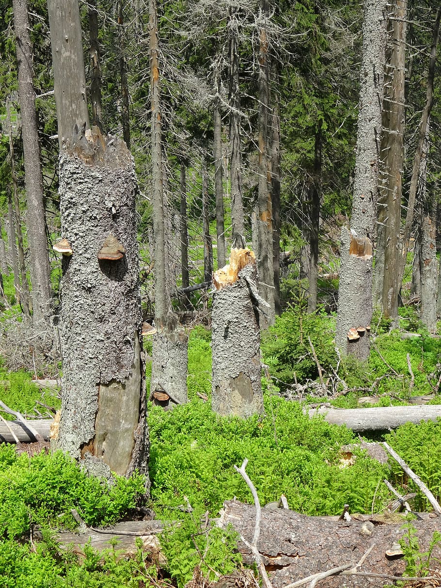 tree, forest, nature, fallen tree, landscape, spring, plant HD wallpaper