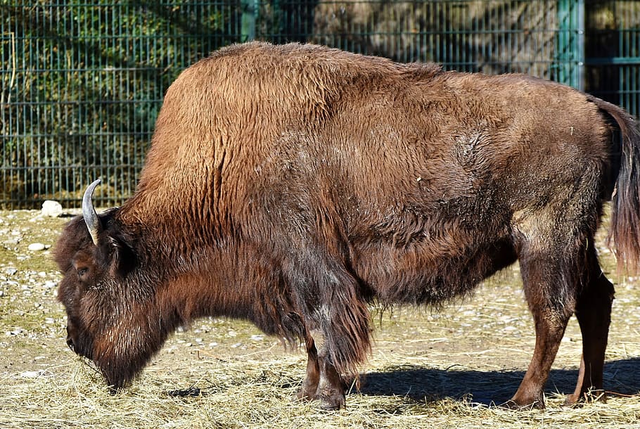 brown bison, bison head, bison bonasus, buffalo, american bison HD wallpaper