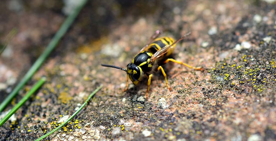 Wasp, Insect, Nature, Close, Animal, garden, german wasp, true wasp HD wallpaper