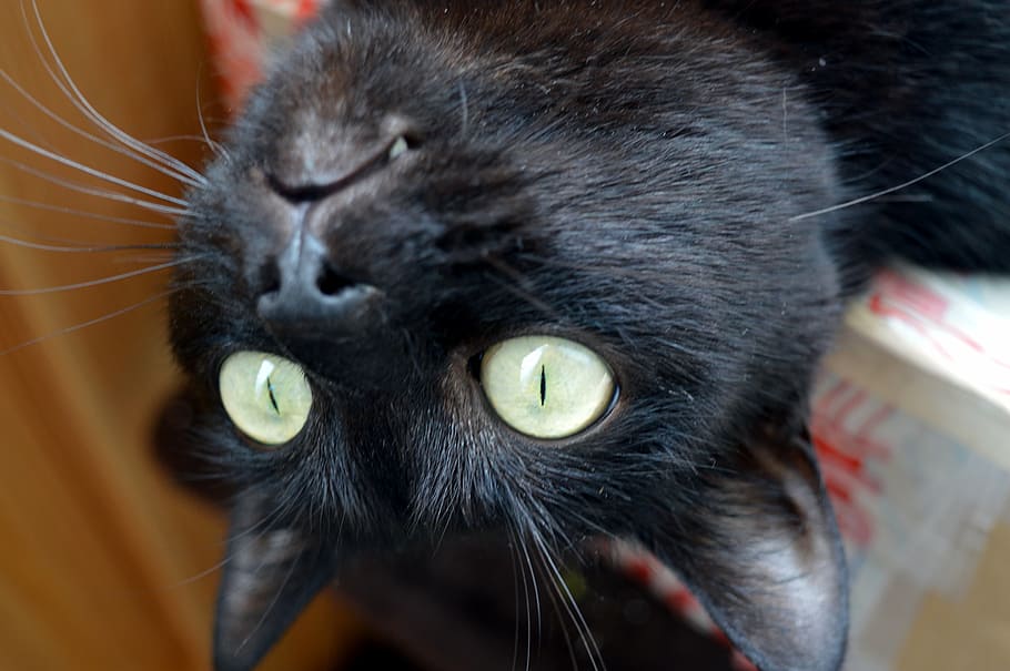 cat, foolish, delighting, black cat, curiosity, surprise, interested