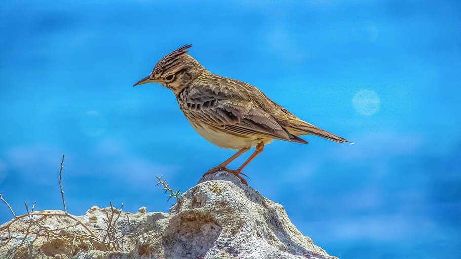 brown shorebird perched on rock, lark, nature, wildlife, outdoors