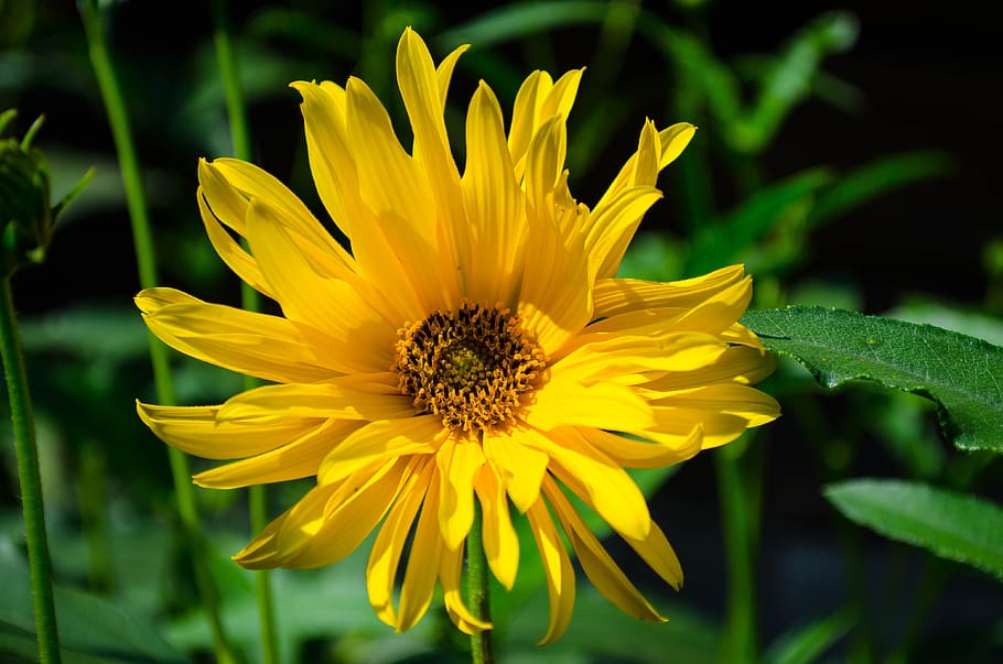flower, macro, spring, the petals, flowering plant, fragility HD wallpaper