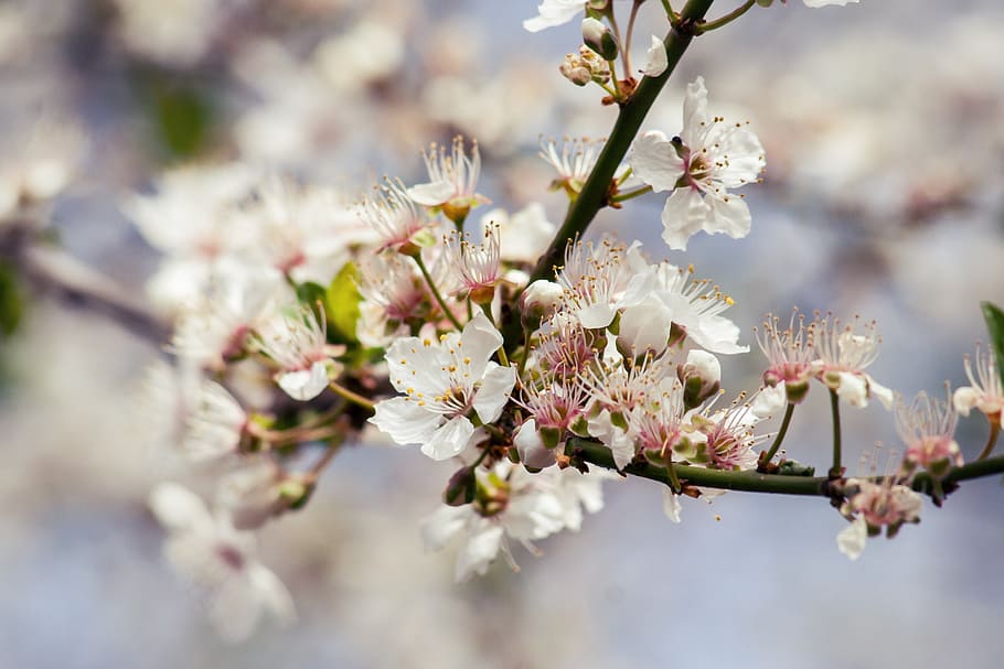 cherry, tree, blossom, bloom, branch, nature, sour cherry, cherry blossom HD wallpaper