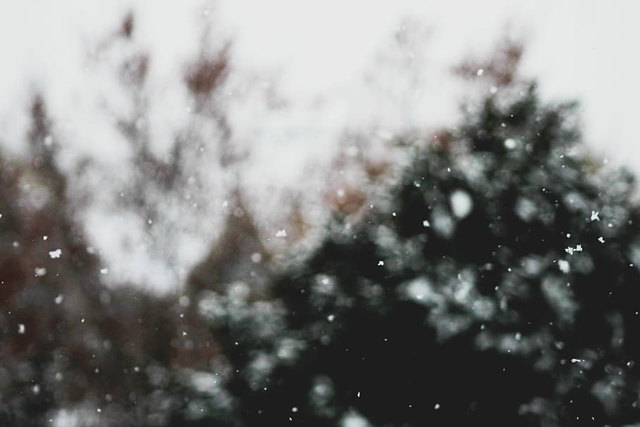 untitled, snow, winter, tree, cold, forest, cold temperature HD wallpaper