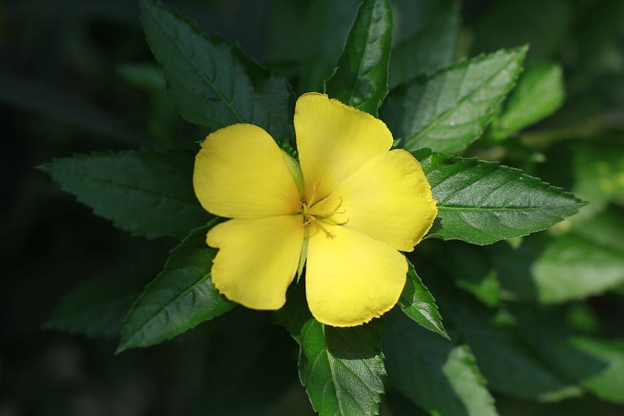flower, ye, flowers bloom, spring, nature, home garden, yellow HD wallpaper