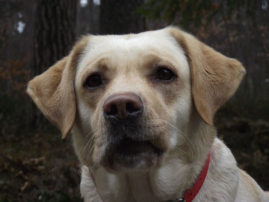 labrador, dog, sponge, canine, one animal, mammal, pets, domestic HD wallpaper