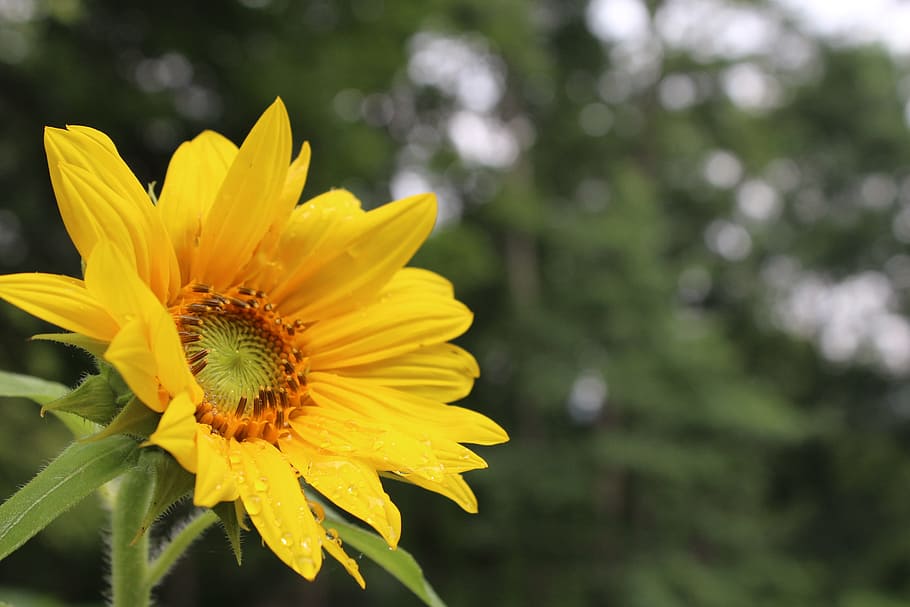 sunflower, spring, summer, sacred geometry, life, nature, yellow, HD wallpaper