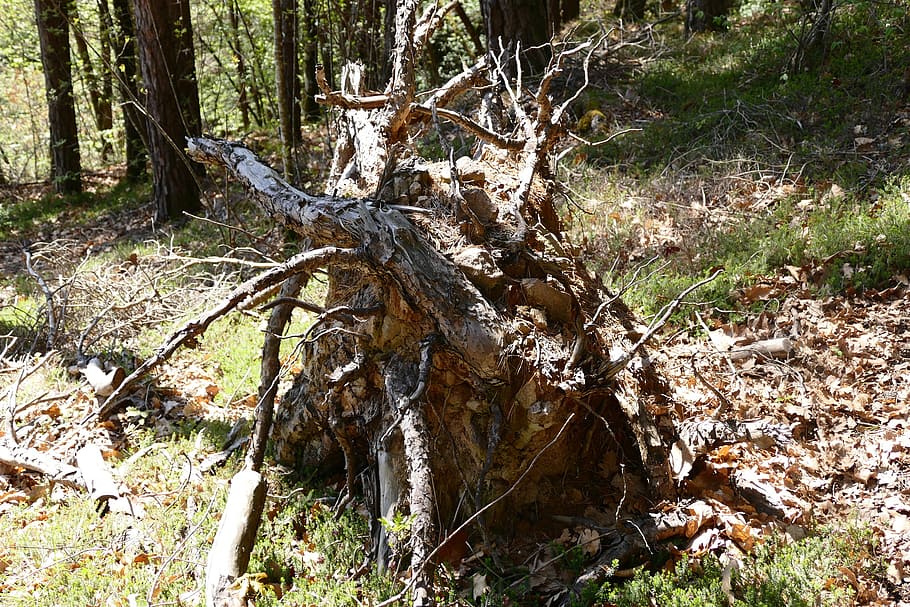 root, tree, tree root, wood, nature, forest, rots, old root HD wallpaper