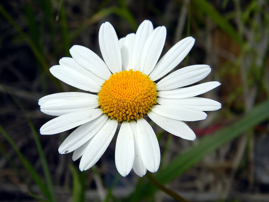 daisy, summer, flower, chamomile, petals, white flowers, bloom HD wallpaper