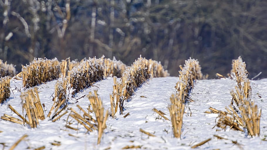 mark, stubble, winter, snow, cold temperature, plant, nature HD wallpaper