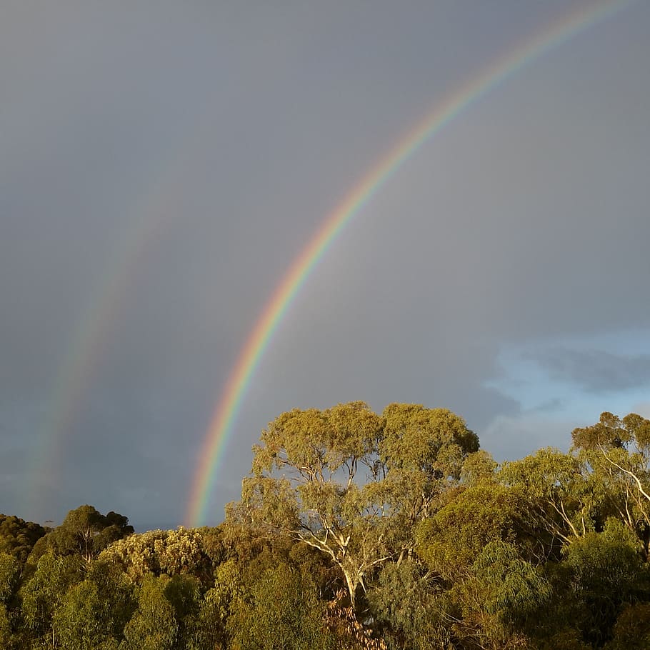 rainbows, morning, gumtrees, beauty in nature, scenics - nature HD wallpaper