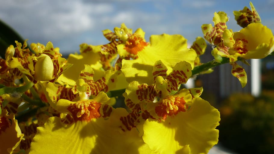 oncidium, flower, orchid, yellow, inflorescence-panicle, balcony, HD wallpaper