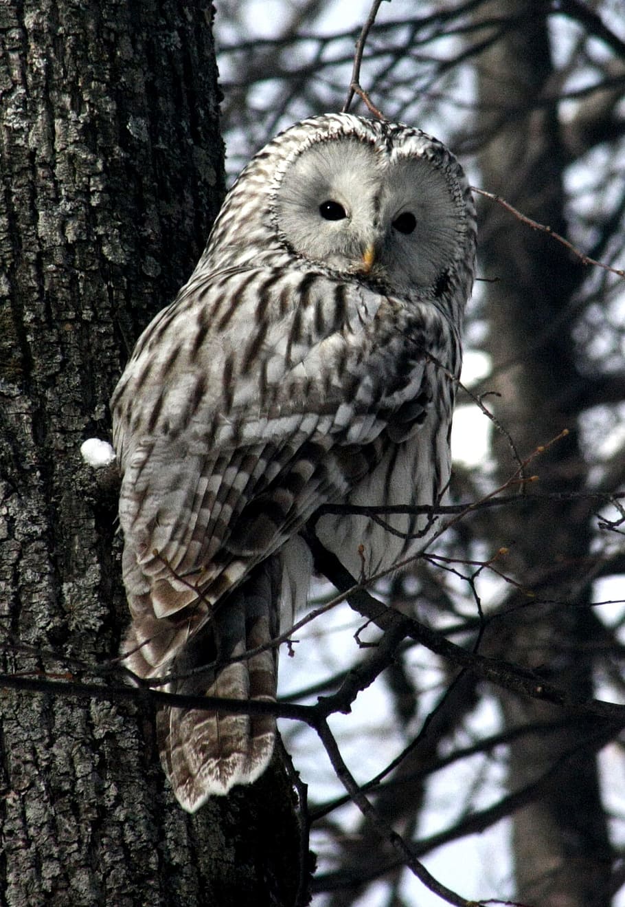 white and black owl on bare tree during daytime, animals, kazan HD wallpaper