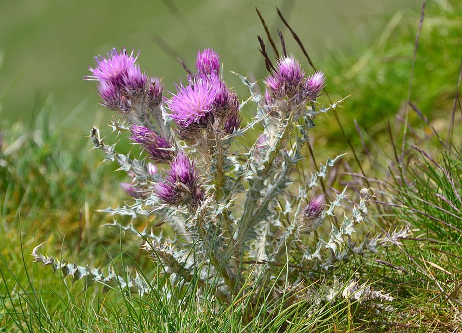thistle, flower, wild, plant, flowering plant, growth, beauty in nature HD wallpaper