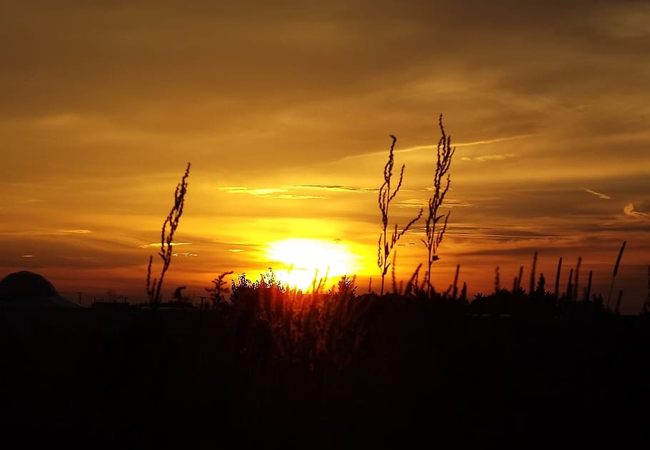 sunset, view, sky, clouds, tree, silhouette, beauty in nature HD wallpaper