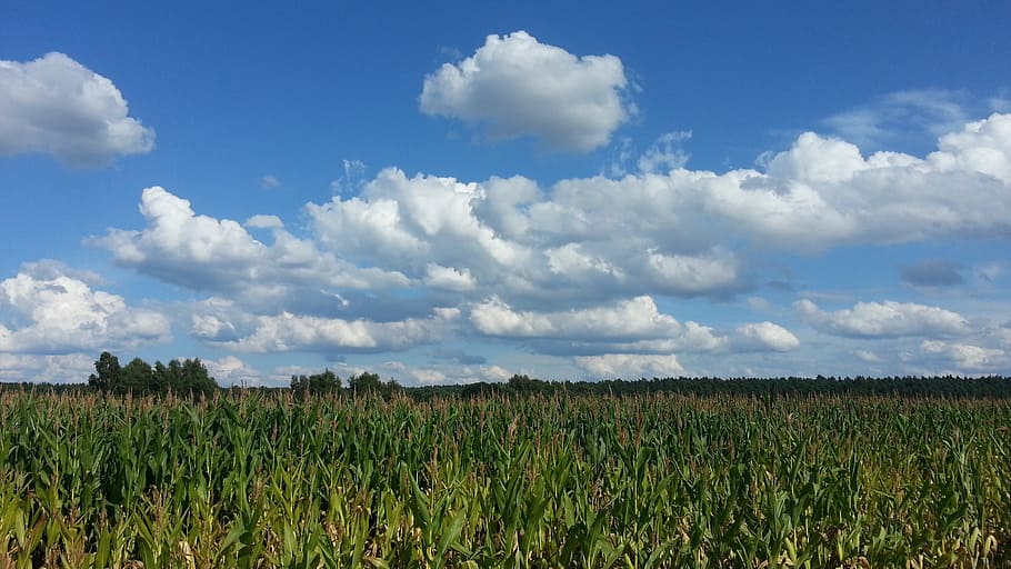 cornfield, agriculture, clouds, sky, summer, cloud - sky, landscape HD wallpaper