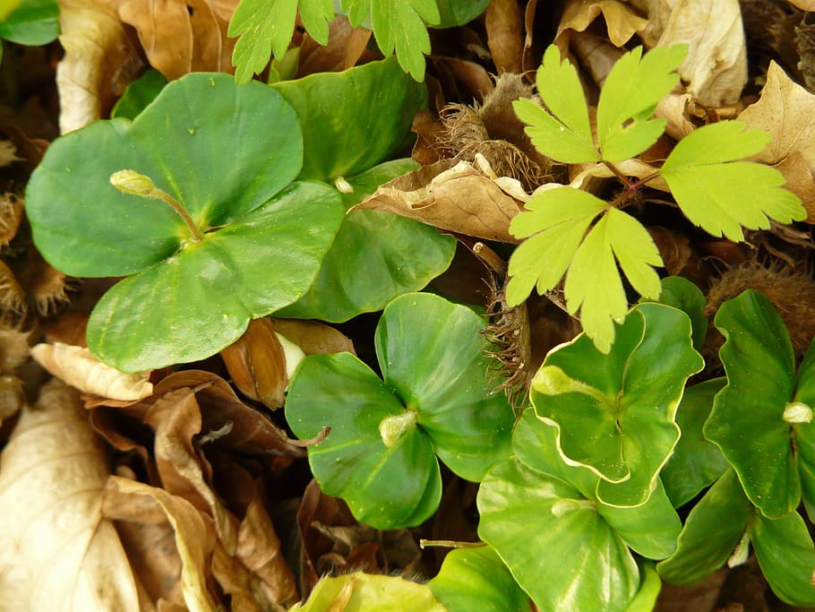 beech, book, seedlings, shoots, children, beech leaves, fagus sylvatica HD wallpaper