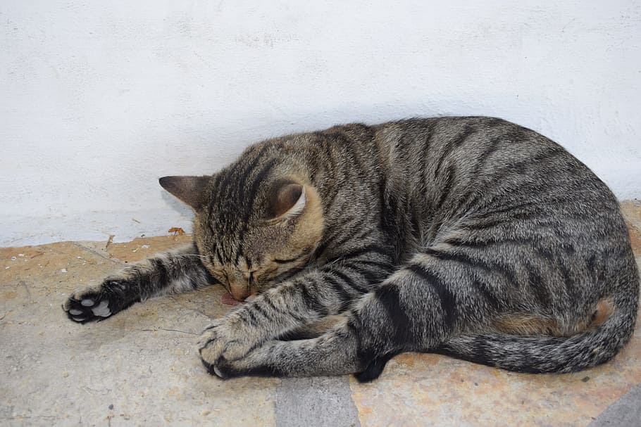 cat, animal, sleep, animal themes, one animal, mammal, feline HD wallpaper