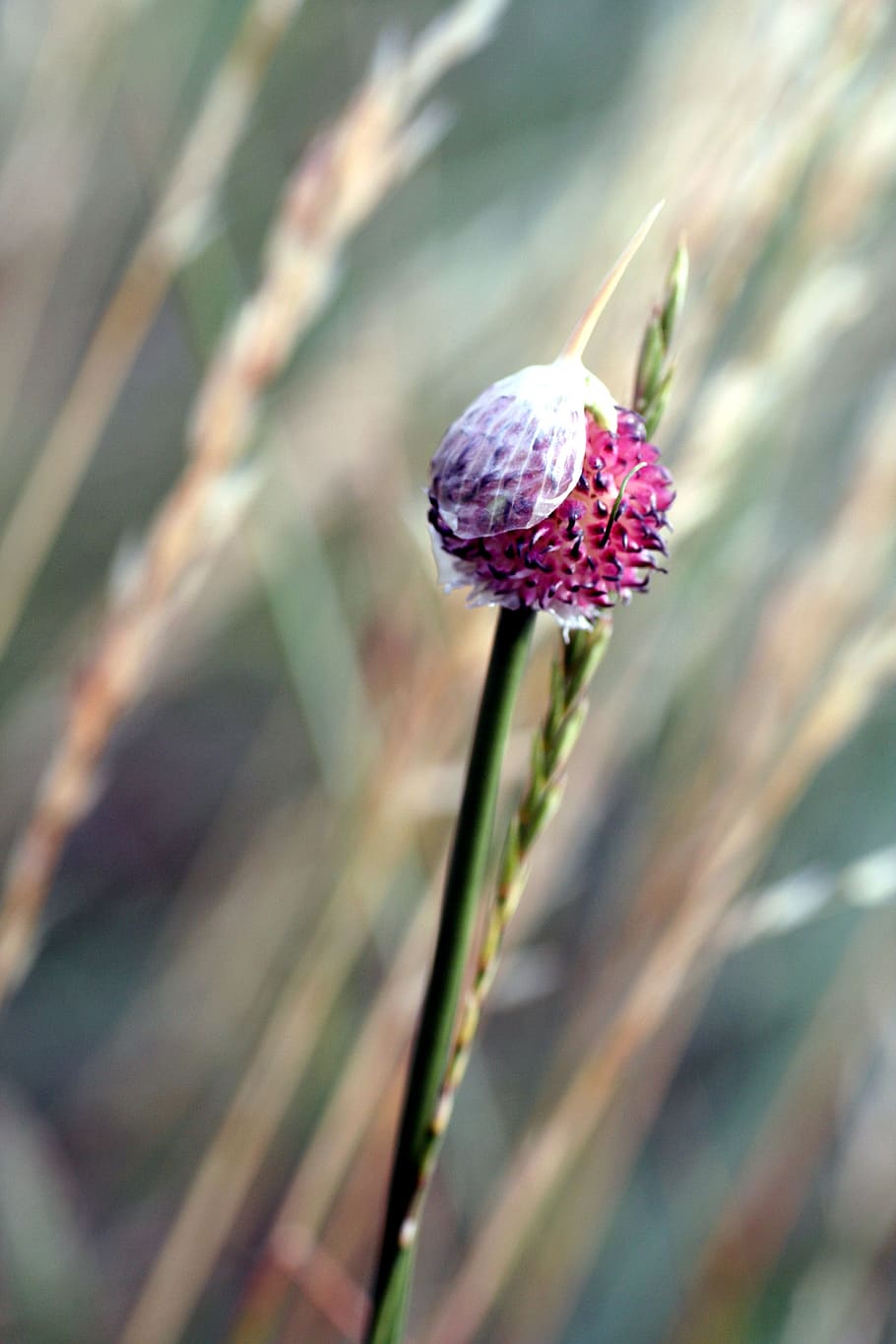 flower, wild, rod, flowering, spring, fields, plant, flowering plant HD wallpaper