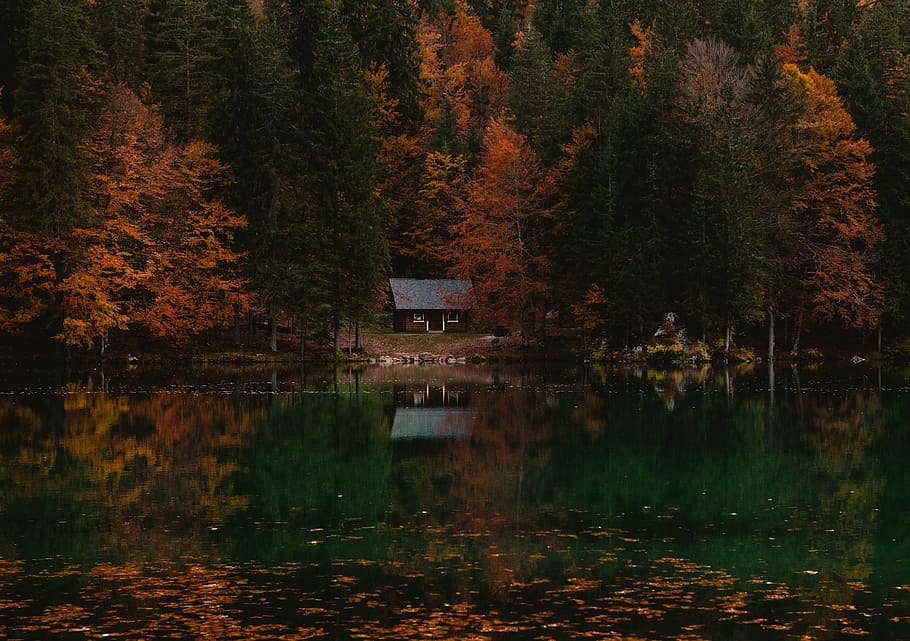 reflective photography of cabin in forest, house in front body of water surrounded by trees HD wallpaper