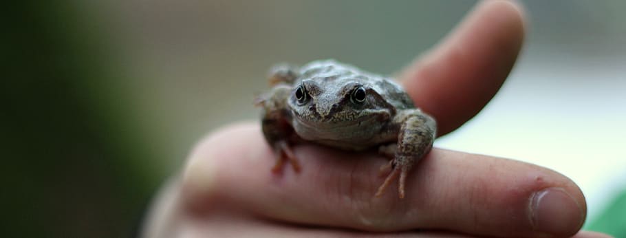 the frog, a toad, one animal, human hand, human body part, animal wildlife HD wallpaper