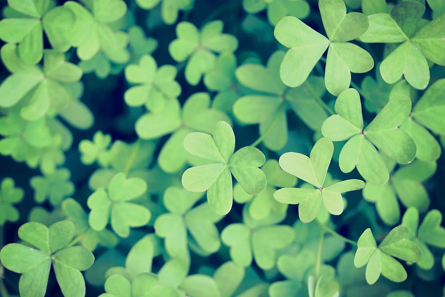 close-up photo of green heart-shaped leaves, nature, plant, leaf HD wallpaper