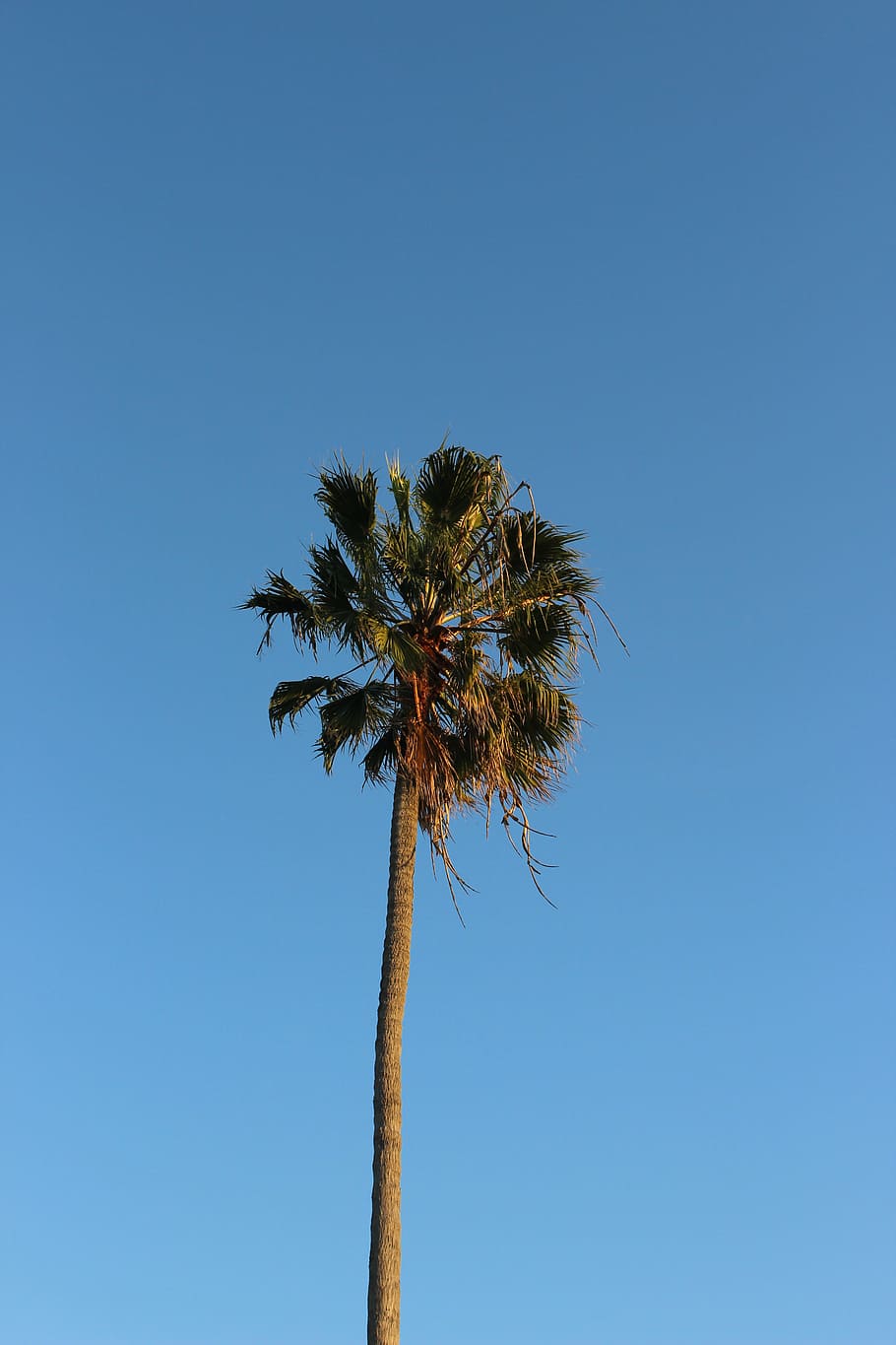 tree, plam tree, nature, sky, clear sky, plant, palm tree, blue HD wallpaper