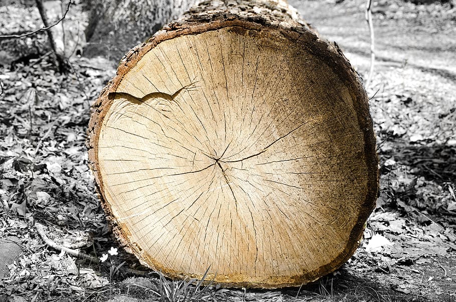 wood, log, tree, rings, timber, lumber, wooden, texture, nature