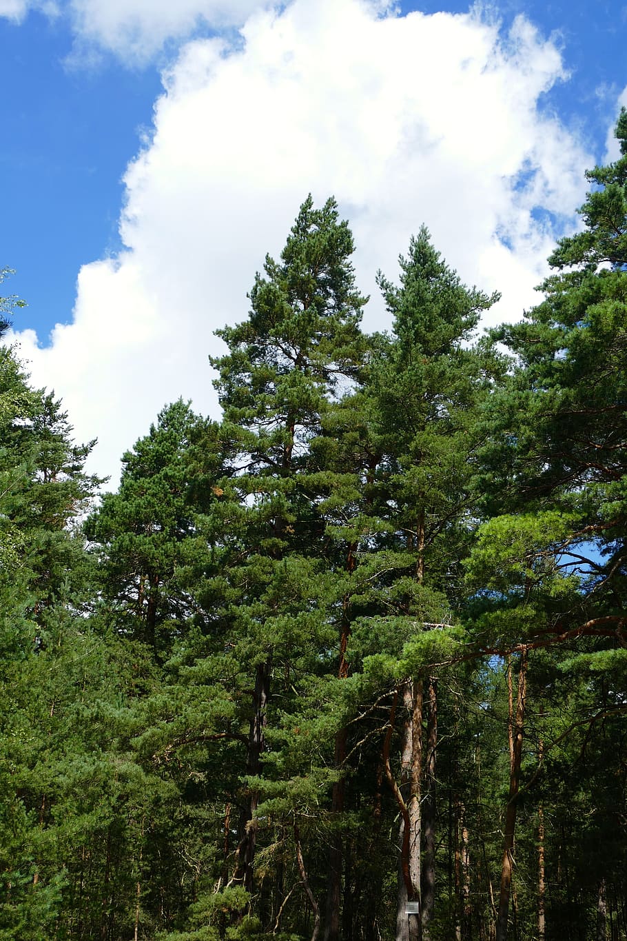 nature, forest, trees, clouds, sky, blue, romantic, impression HD wallpaper