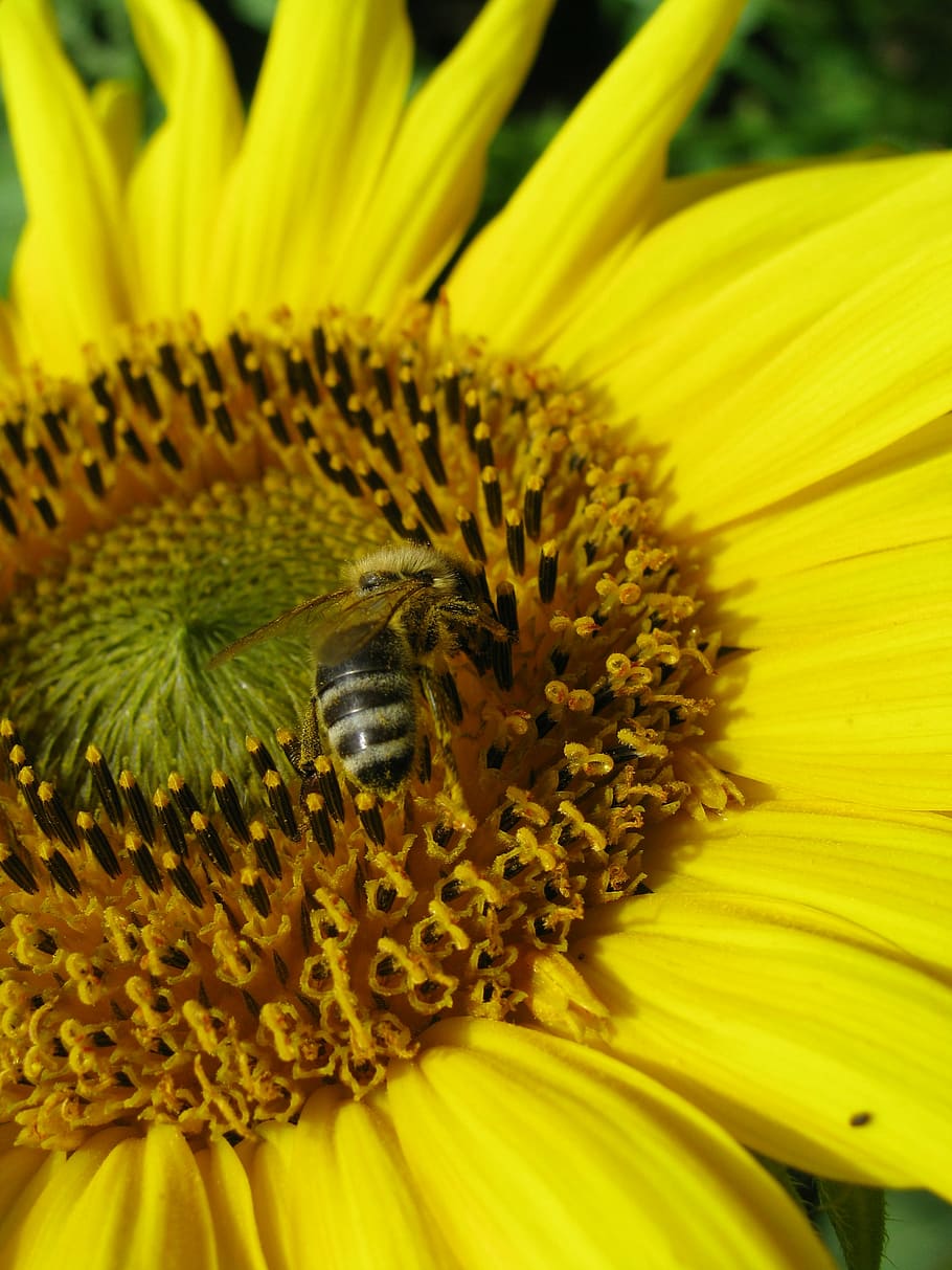 sun flower, bee, yellow, nectar, insect, busy bee, flowering plant HD wallpaper
