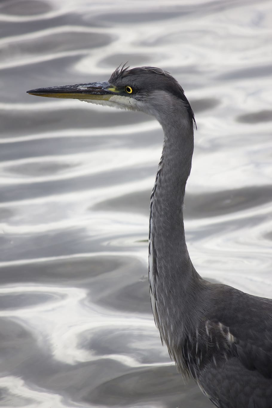 Heron, Bird, Gray, silver, animal, wildlife, nature, water HD wallpaper