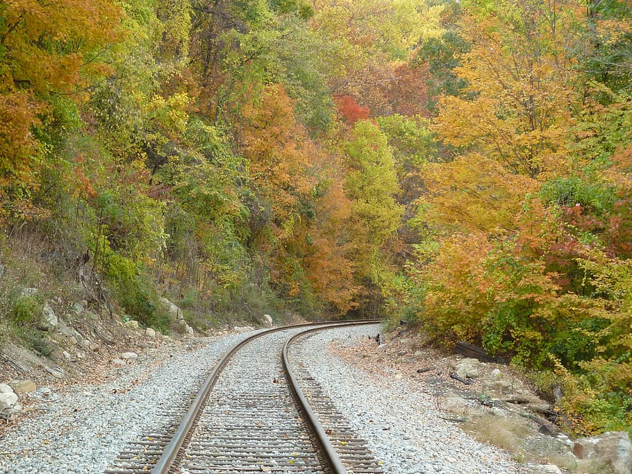 railroad, autumn, fall, direction, the way forward, plant, tree HD wallpaper
