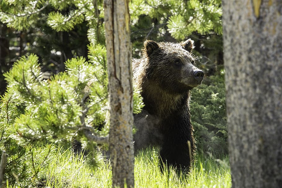 black bear on forest, grizzly bear, looking, walking, portrait HD wallpaper