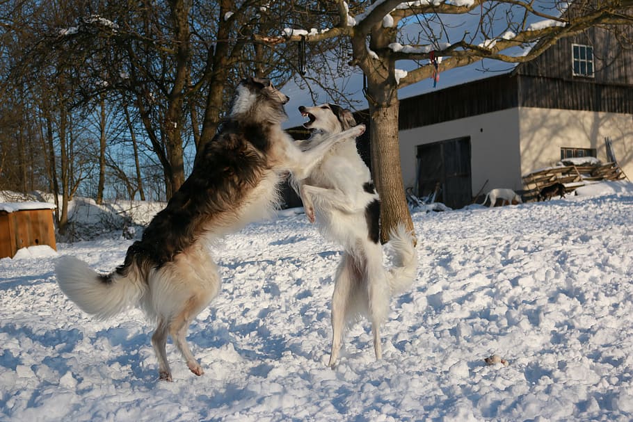 greyhound, romp, borzoi, winter, snow, cold temperature, pets HD wallpaper