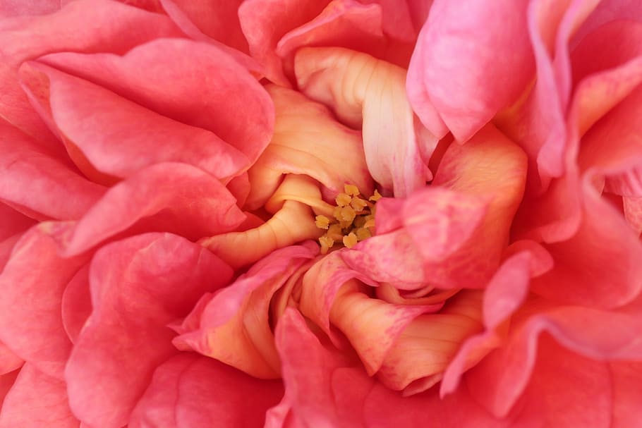 rose bloom, close, red, macro, nature, flower, beauty, romantic HD wallpaper