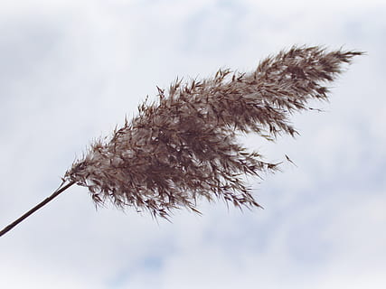 selective focus photo of brown feather, reed, clouds, sky, landscape HD wallpaper