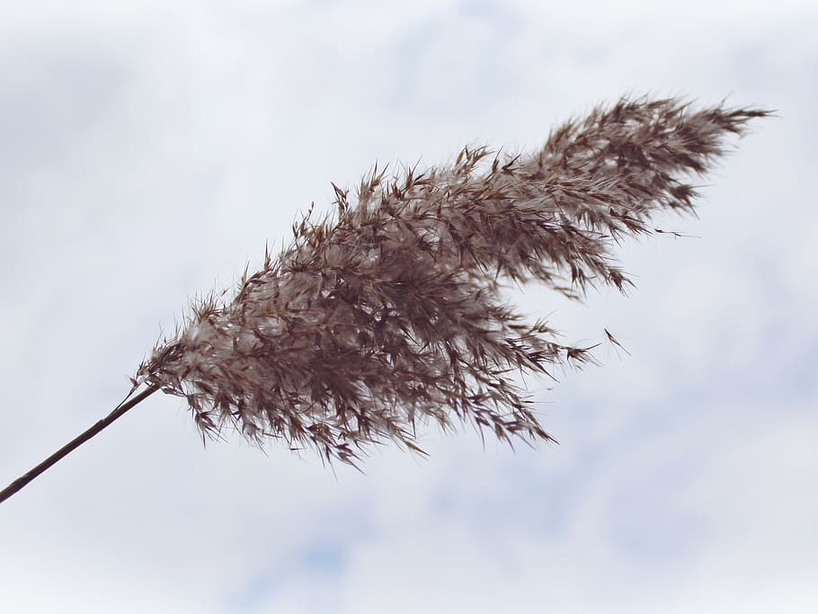 selective focus photo of brown feather, reed, clouds, sky, landscape, HD wallpaper